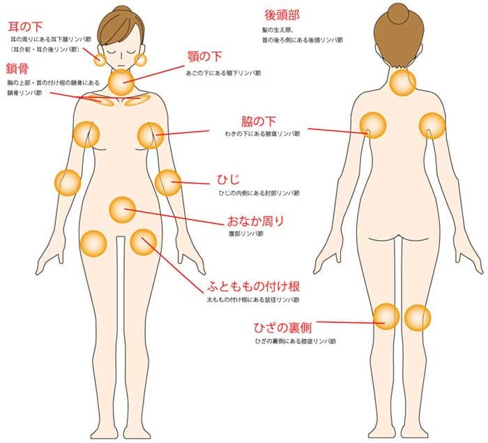 リンパの流れ