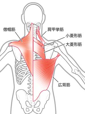 肩こりに関連する筋肉