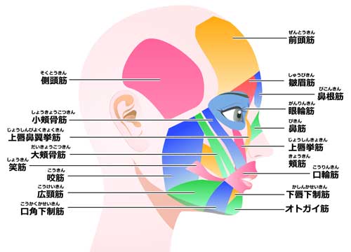 顔の筋肉の図